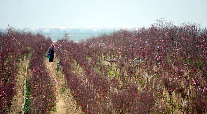 Trước Tết 10 ngày, đào Nhật Tân đã khoe sắc từ vườn về phố